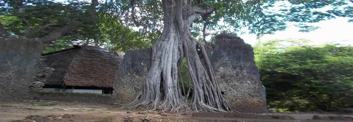 Quercia