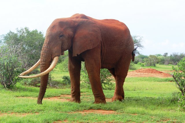 Tsavo Ovest