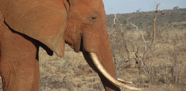 Tsavo Ovest