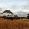 Tsavo Ovest