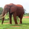 Tsavo Ovest