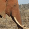 Tsavo Ovest