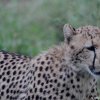 Tsavo Ovest