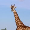 Tsavo Ovest