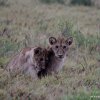 Tsavo Ovest