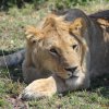 Tsavo Ovest
