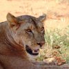 Tsavo Ovest