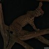 Tsavo Ovest