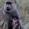 Tsavo Ovest