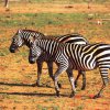 Tsavo Ovest