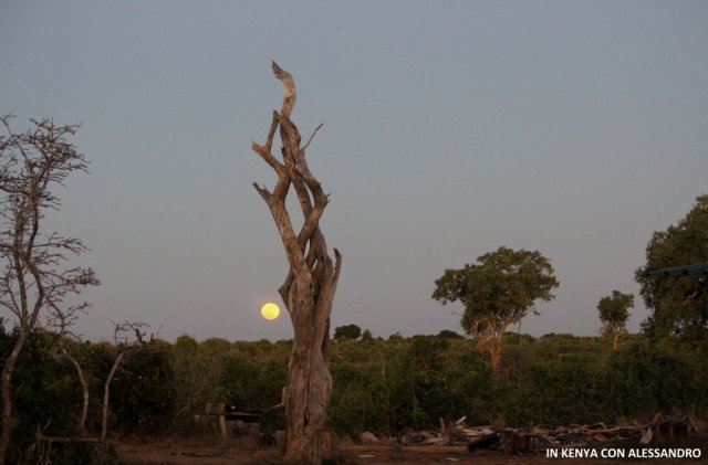 Amboseli