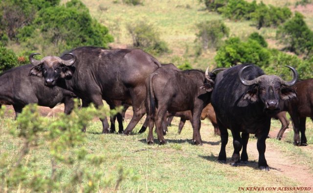 Masai Mara