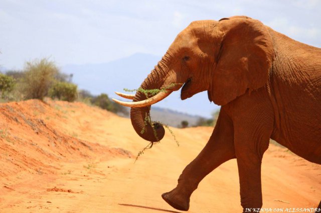 Tsavo Est