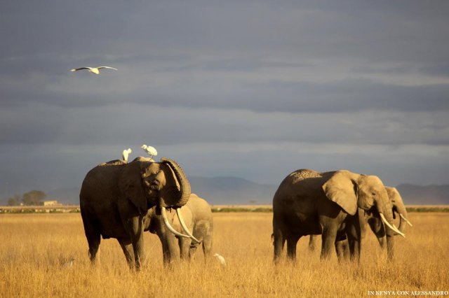 Amboseli