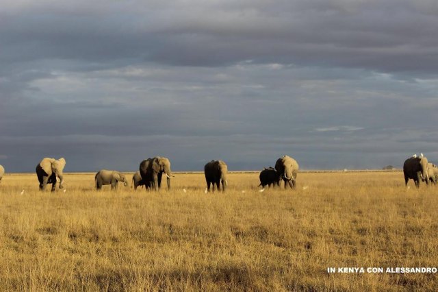 Amboseli