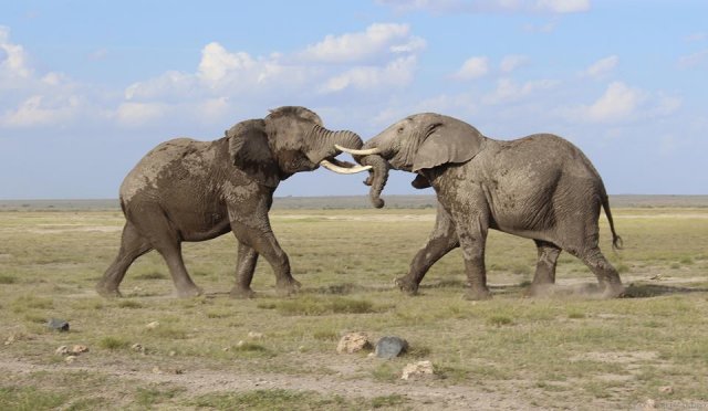 Amboseli