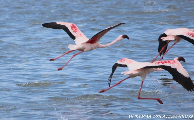 Lago Nakuru