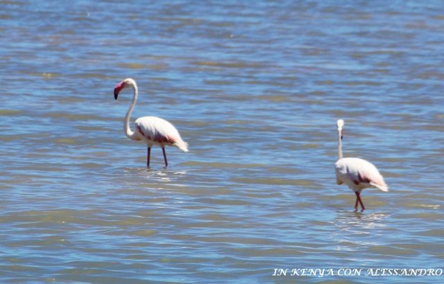 Lago Nakuru