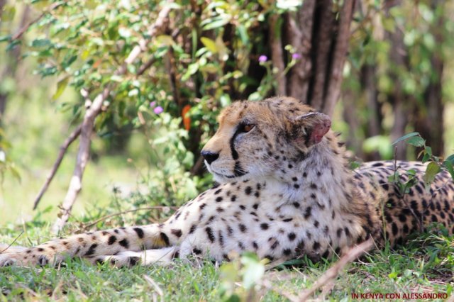 Masai Mara