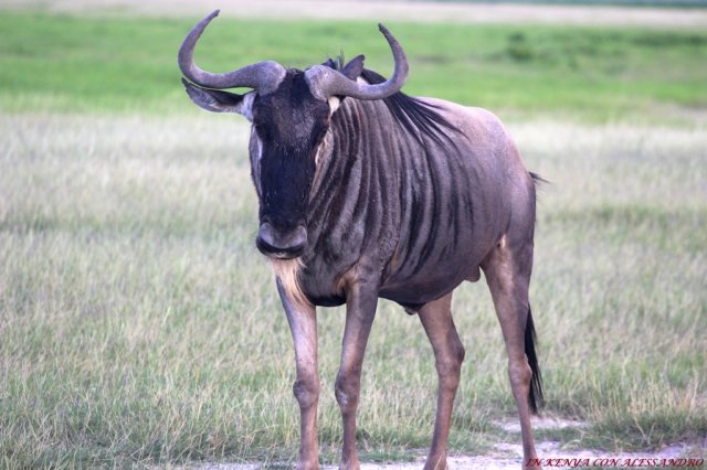 Amboseli