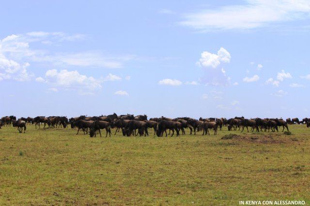 Masai Mara