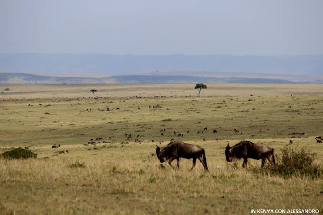 Masai Mara