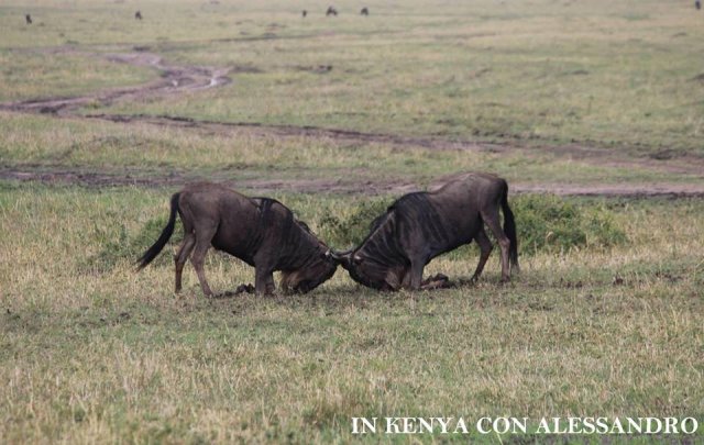 Masai Mara