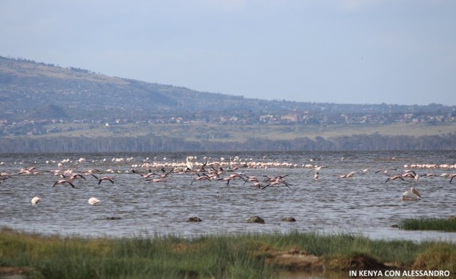 Lago Nakuru