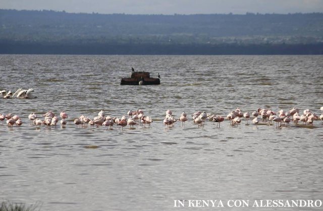 Lago Nakuru