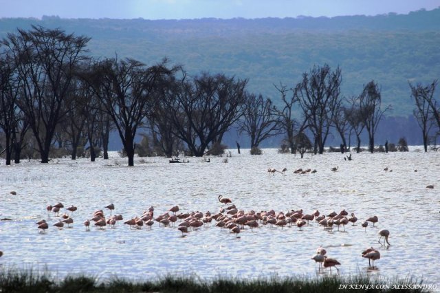 Lago Nakuru