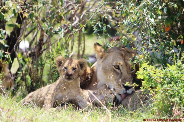 Masai Mara