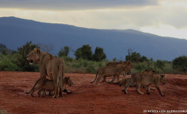 Tsavo Est