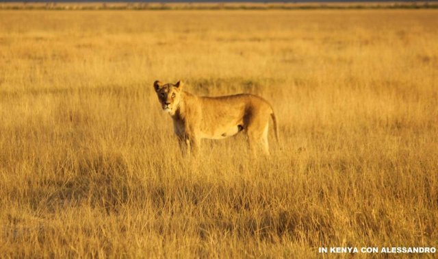 Amboseli