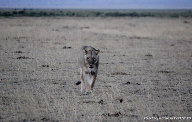 Amboseli