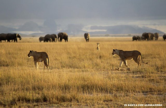 Amboseli