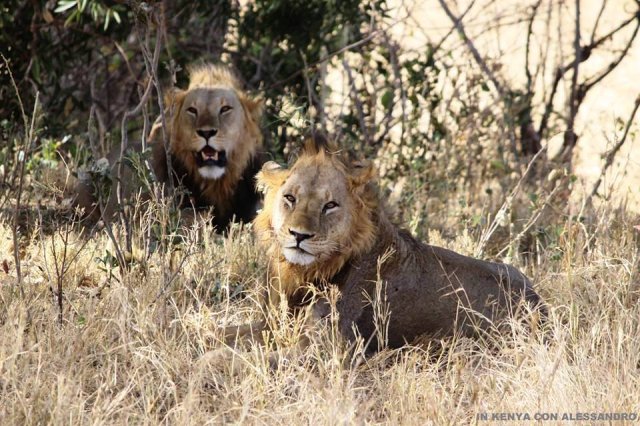 Tsavo Est