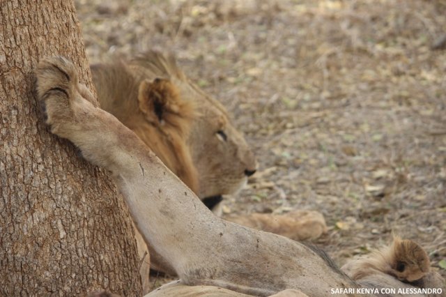 Amboseli