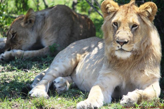 Masai Mara