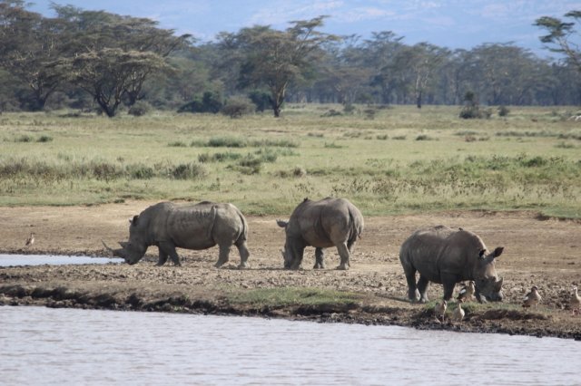 Lago Nakuru