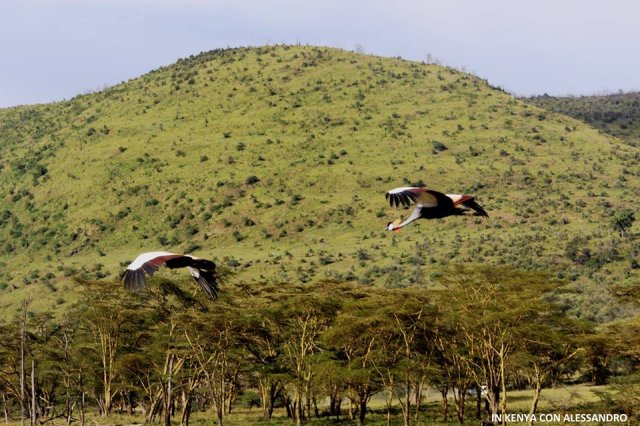 Lago Nakuru