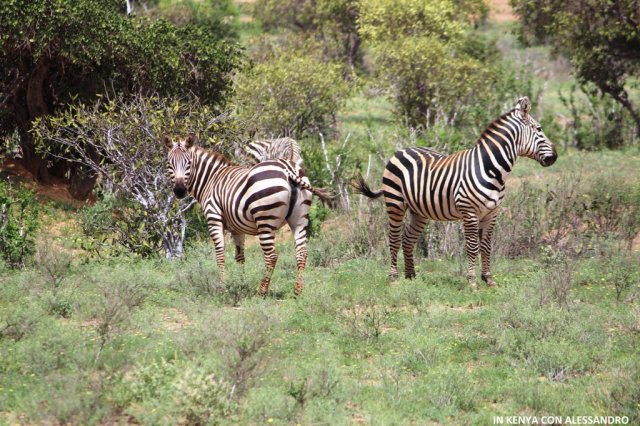 Masai Mara