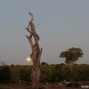 Amboseli