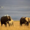 Amboseli