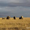 Amboseli