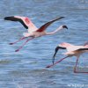 Lago Nakuru