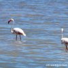 Lago Nakuru