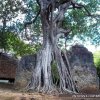 Rovine di Gede