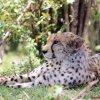Masai Mara