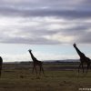 Amboseli