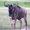 Amboseli